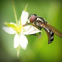 /album/tehyhetic/photolia-a02-jpg/