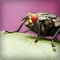 /album/tehyhetic/photolia-a08-jpg/